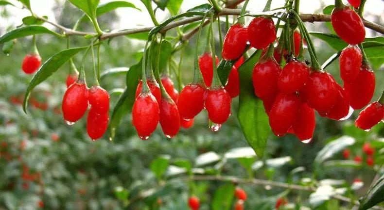 枸杞烘干機(jī) 枸杞烘干機(jī)