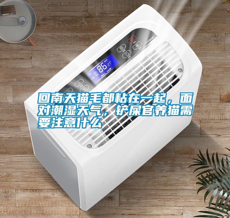 回南天貓毛都粘在一起,面對潮濕天氣,鏟屎官養貓需要注意什么