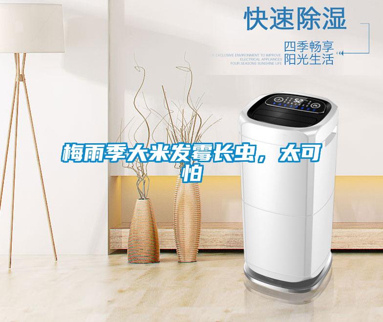 梅雨季大米發霉長蟲，太可怕